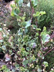Muehlenbeckia rhyticarya
