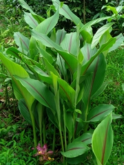 Curcuma aromatica