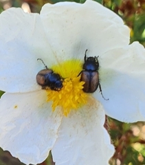 Chasmatopterus