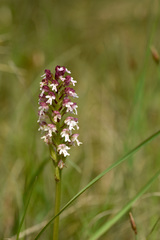 Neotinea ustulata ustulata
