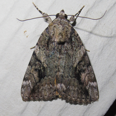 Catocala micronympha