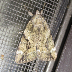 Catocala micronympha