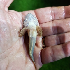 Cottus kanawhae