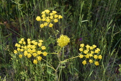 Chaerophyllum coloratum