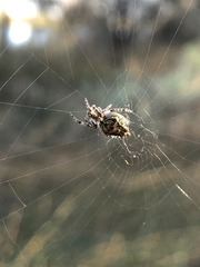Araneus