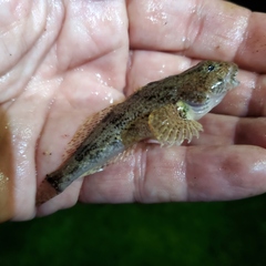 Cottus kanawhae