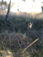 Araneus