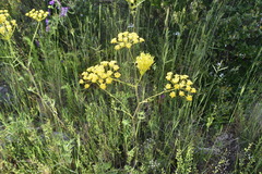 Chaerophyllum coloratum
