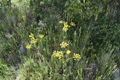 Chaerophyllum coloratum