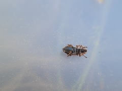 Oedecnemidius varius