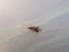 Oedecnemidius varius