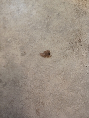 Segestria florentina