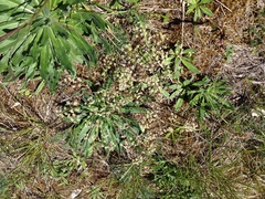 Trinia glauca