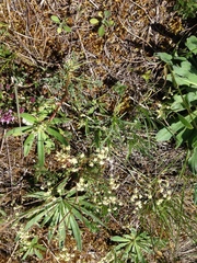 Trinia glauca