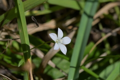 Wahlenbergia rupestris