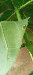 Calotropis procera image