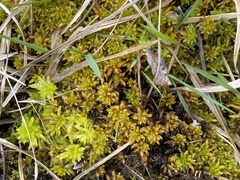 Subsecunda