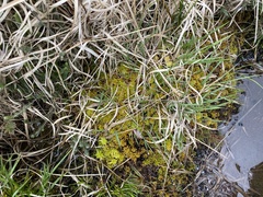 Subsecunda