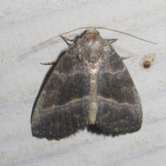 Ogdoconta altura