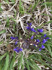 Polygala serpyllifolia