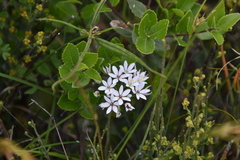 Allium subhirsutum