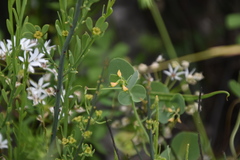 Coronilla scorpioides