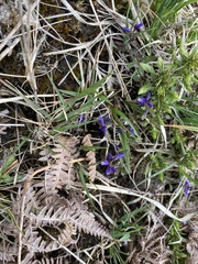 Polygala serpyllifolia