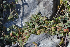 Chenopodium triandrum
