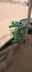 Calotropis procera image