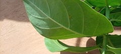 Calotropis procera