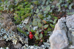 Chenopodium triandrum