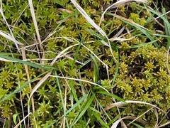 Subsecunda