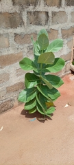Calotropis procera