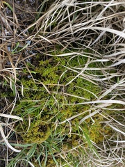 Subsecunda