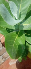 Calotropis procera