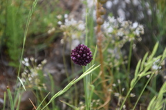 Allium