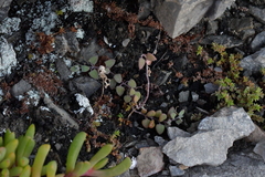Chenopodium triandrum