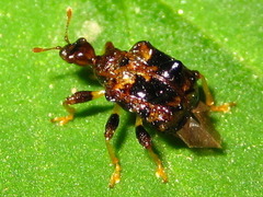 Paroplapoderus angulipennis