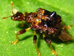 Paroplapoderus angulipennis