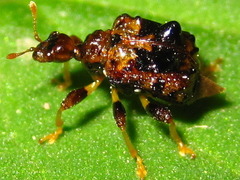 Paroplapoderus angulipennis