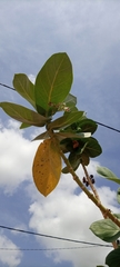 Calotropis procera
