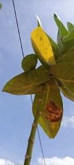 Calotropis procera image