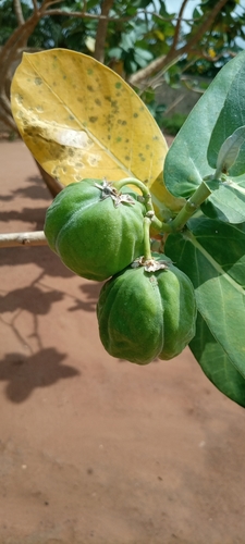 Calotropis procera image