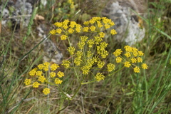 Chaerophyllum coloratum