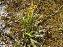 Aciphylla montana