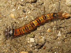 Dendrolimus spectabilis