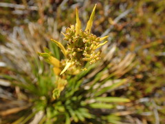 Aciphylla montana