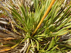 Aciphylla montana