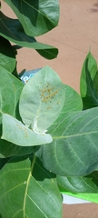 Calotropis procera