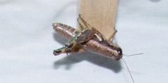 Paraidemona